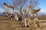 Fraxinus excelsior. Опавший сухой лист. Краснодарский край, Новороссийский р-н, гора Рябкова. 09.11.2013.