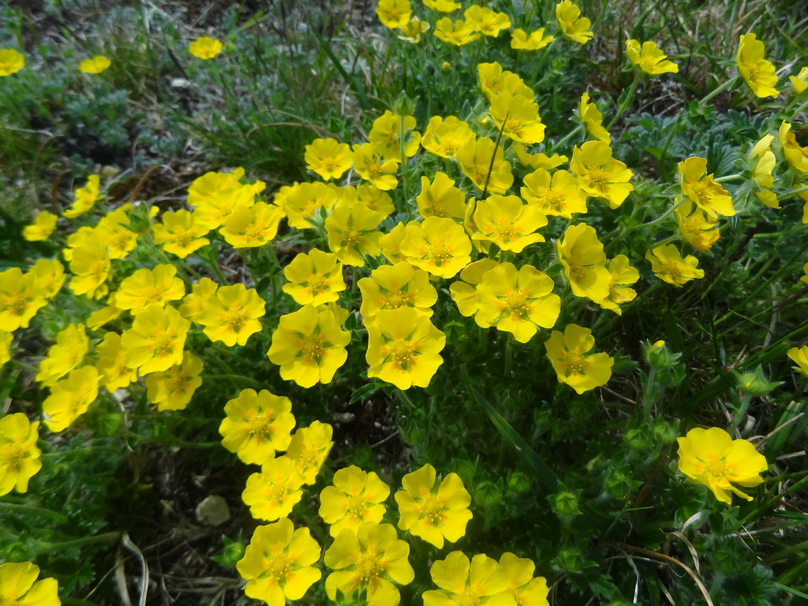 Image of Potentilla uniflora specimen.