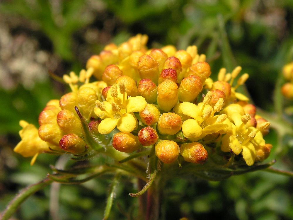 Изображение особи Patrinia sibirica.