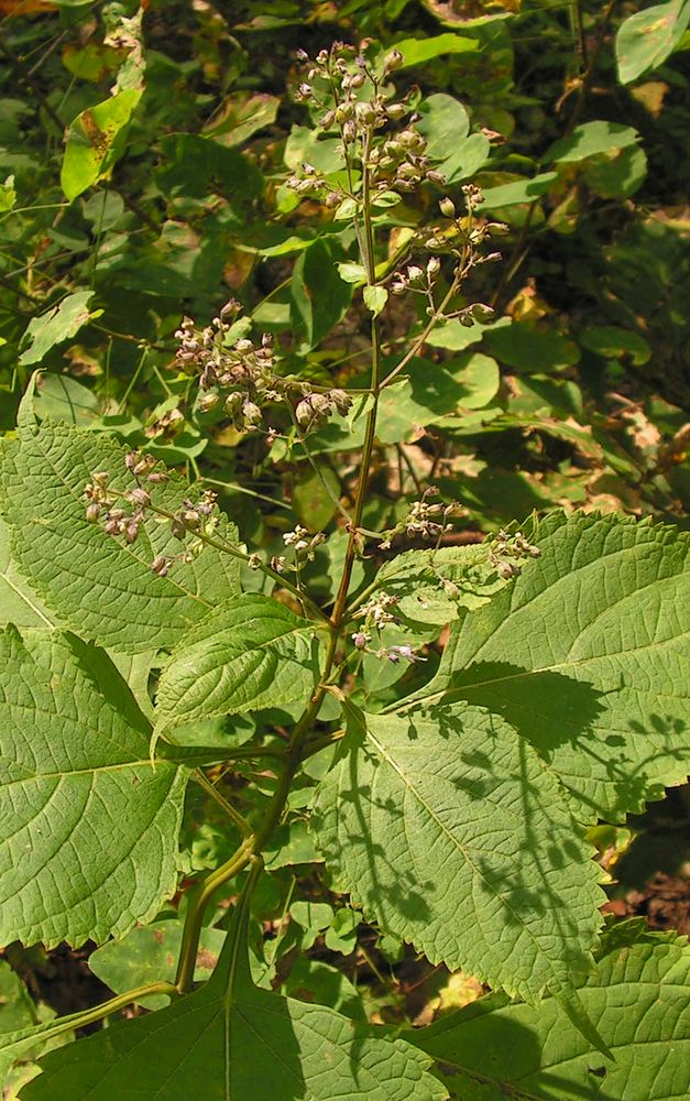 Изображение особи Isodon japonicus var. glaucocalyx.