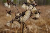 Hieracium umbellatum