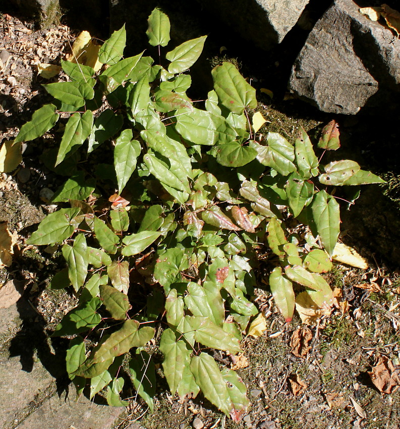 Image of Epimedium acuminatum specimen.