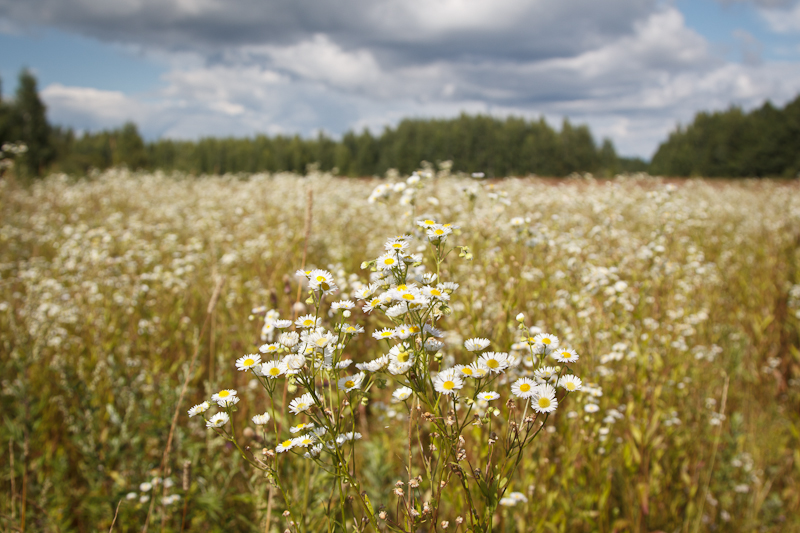 Изображение особи Erigeron annuus.