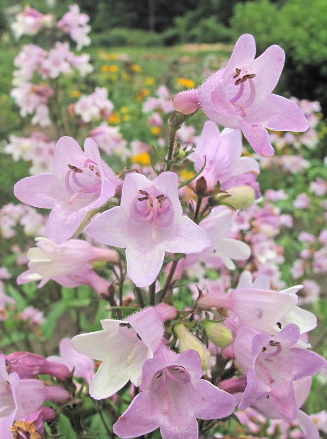 Image of Penstemon digitalis specimen.