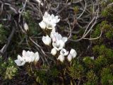 Gentianella pleurogynoides