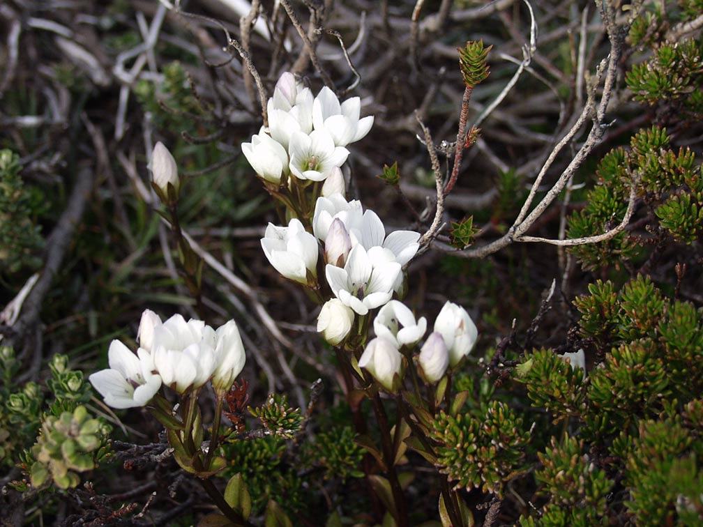 Изображение особи Gentianella pleurogynoides.