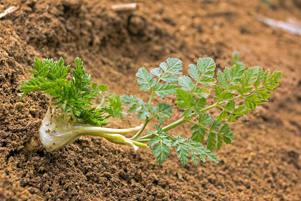 Изображение особи Conium maculatum.