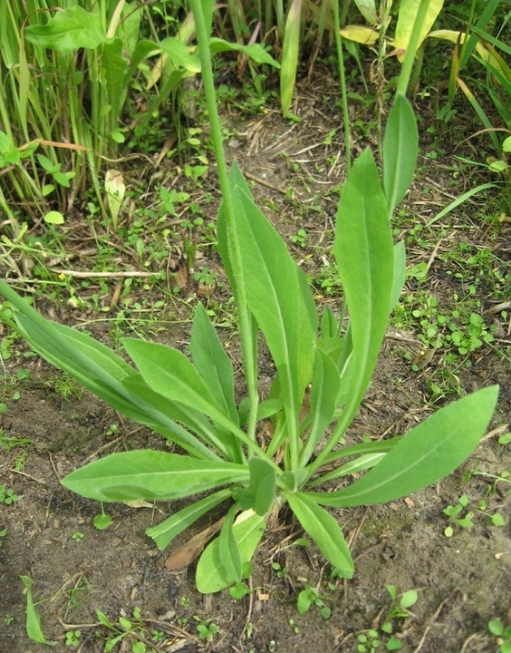 Image of Pilosella lydiae specimen.