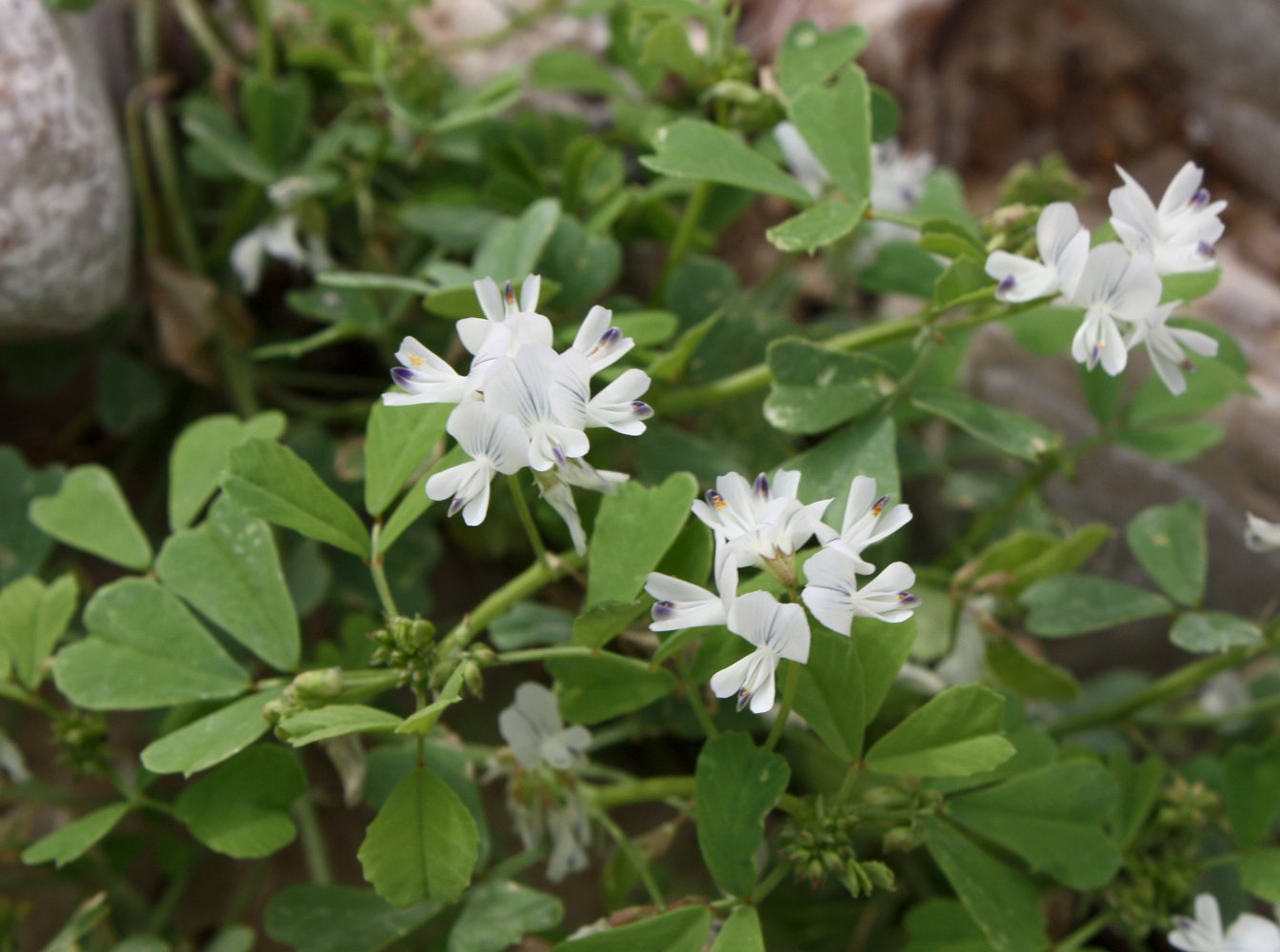 Image of Trigonella arabica specimen.