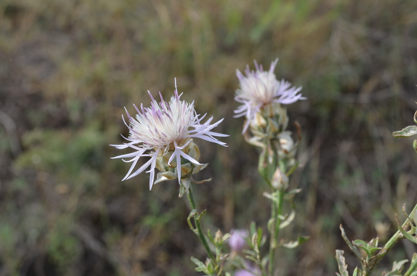 Image of Centaurea konkae specimen.