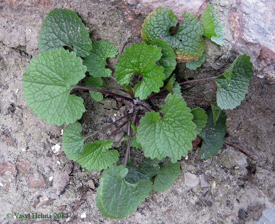 Image of Alliaria petiolata specimen.