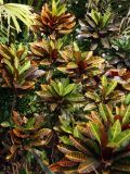 Codiaeum variegatum