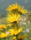 Inula helenium