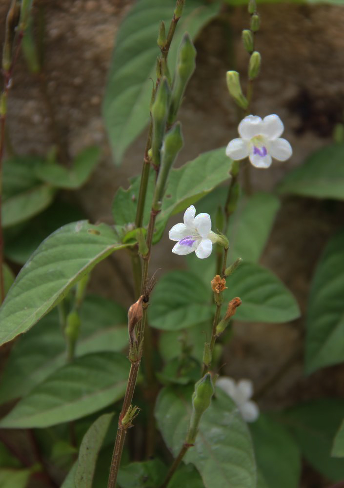 Изображение особи Asystasia gangetica ssp. micrantha.