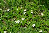Fragaria campestris. Цветущие растения. ЮЗ Крым, Байдарская долина, окр. с. Передовое. 2 мая 2014 г.