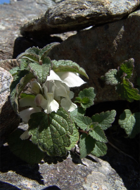 Изображение особи Lamium tomentosum.