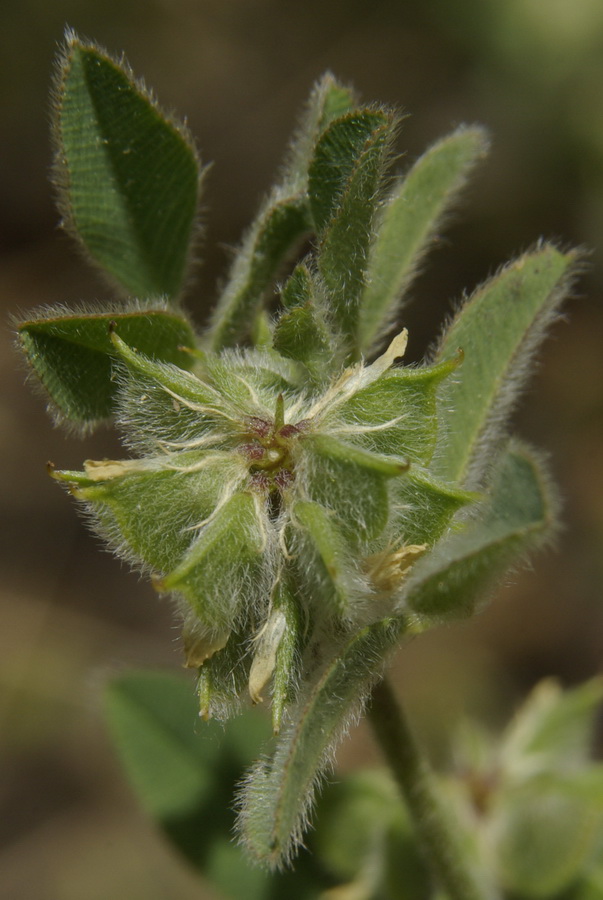 Image of Melilotoides brachycarpa specimen.