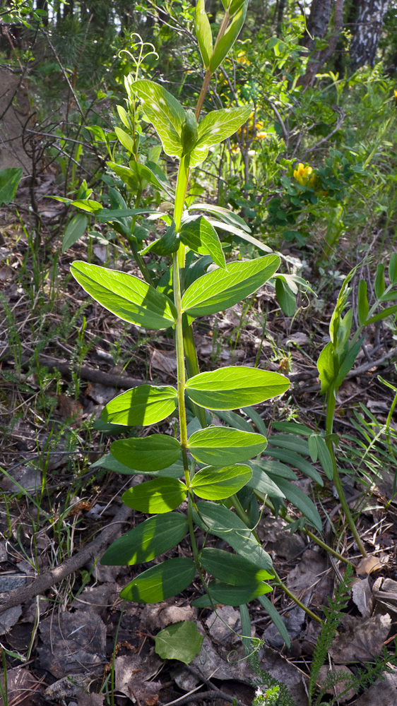 Изображение особи Lathyrus pisiformis.