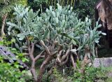 Opuntia cochenillifera