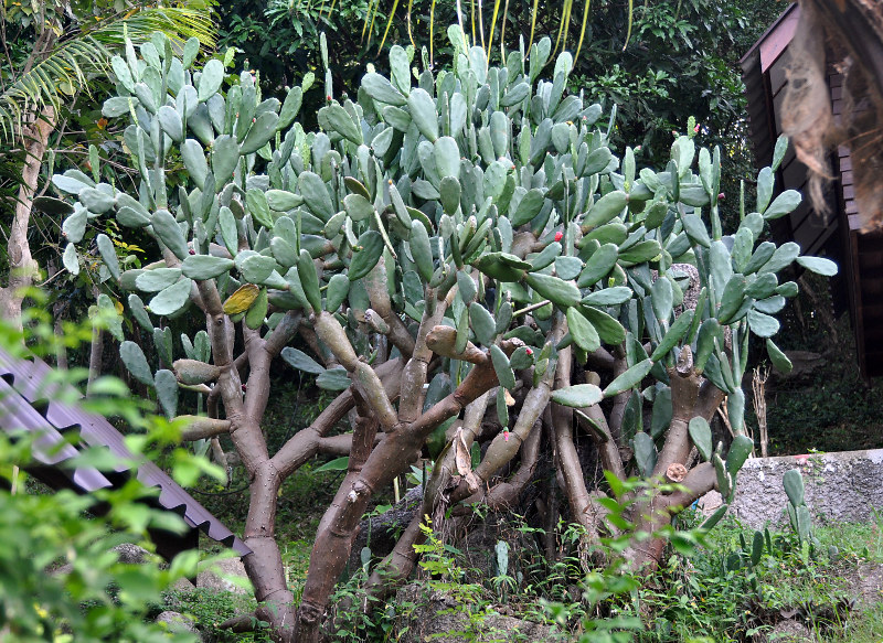 Image of Opuntia cochenillifera specimen.