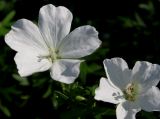 Geranium sanguineum. Цветки ('Album'). Германия, г. Дюссельдорф, Ботанический сад университета. 02.06.2014.