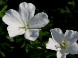 Geranium sanguineum