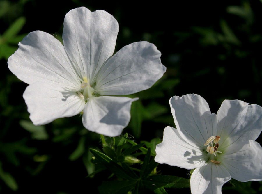 Image of Geranium sanguineum specimen.