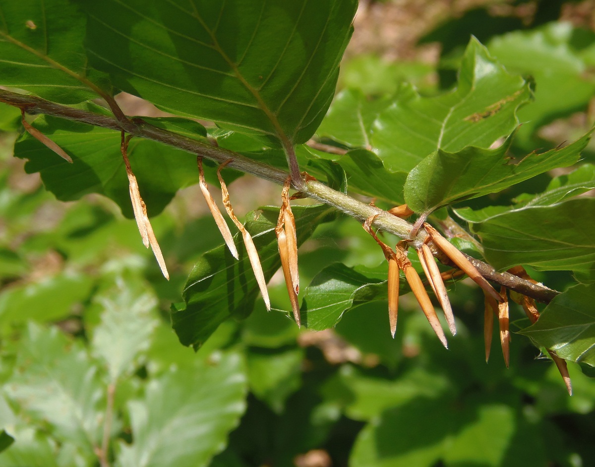 Image of Fagus sylvatica specimen.
