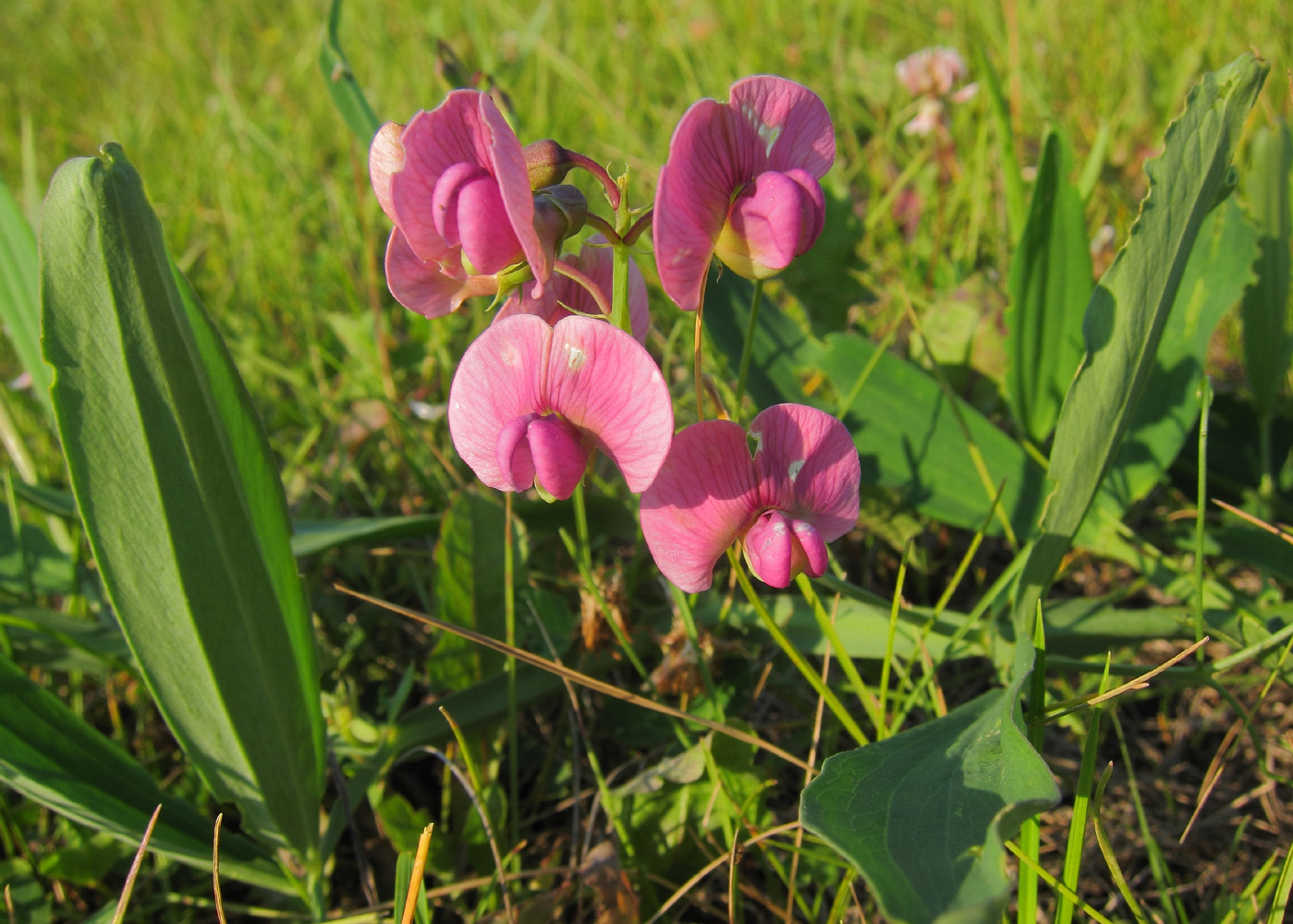 Изображение особи Lathyrus sylvestris.