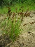 Juncus compressus