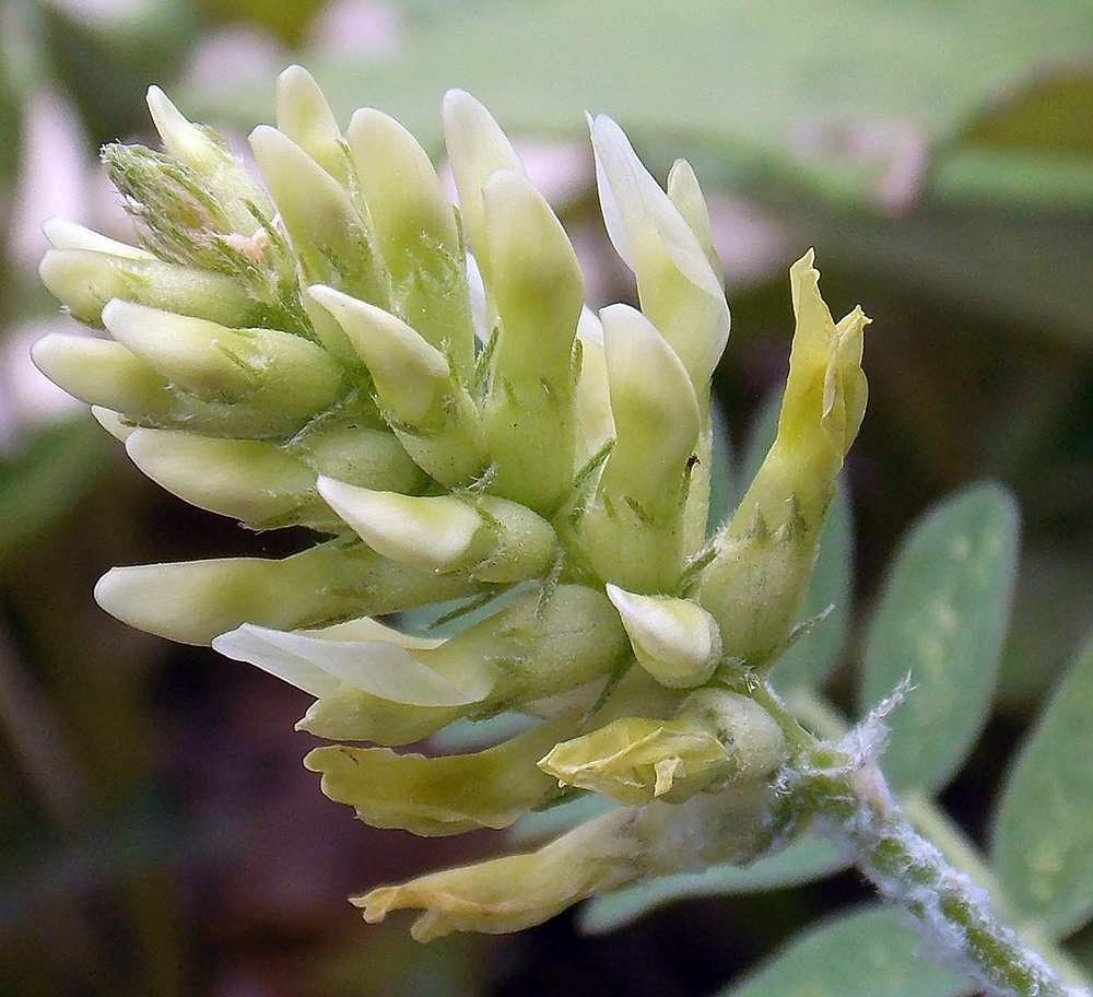 Image of Astragalus cicer specimen.