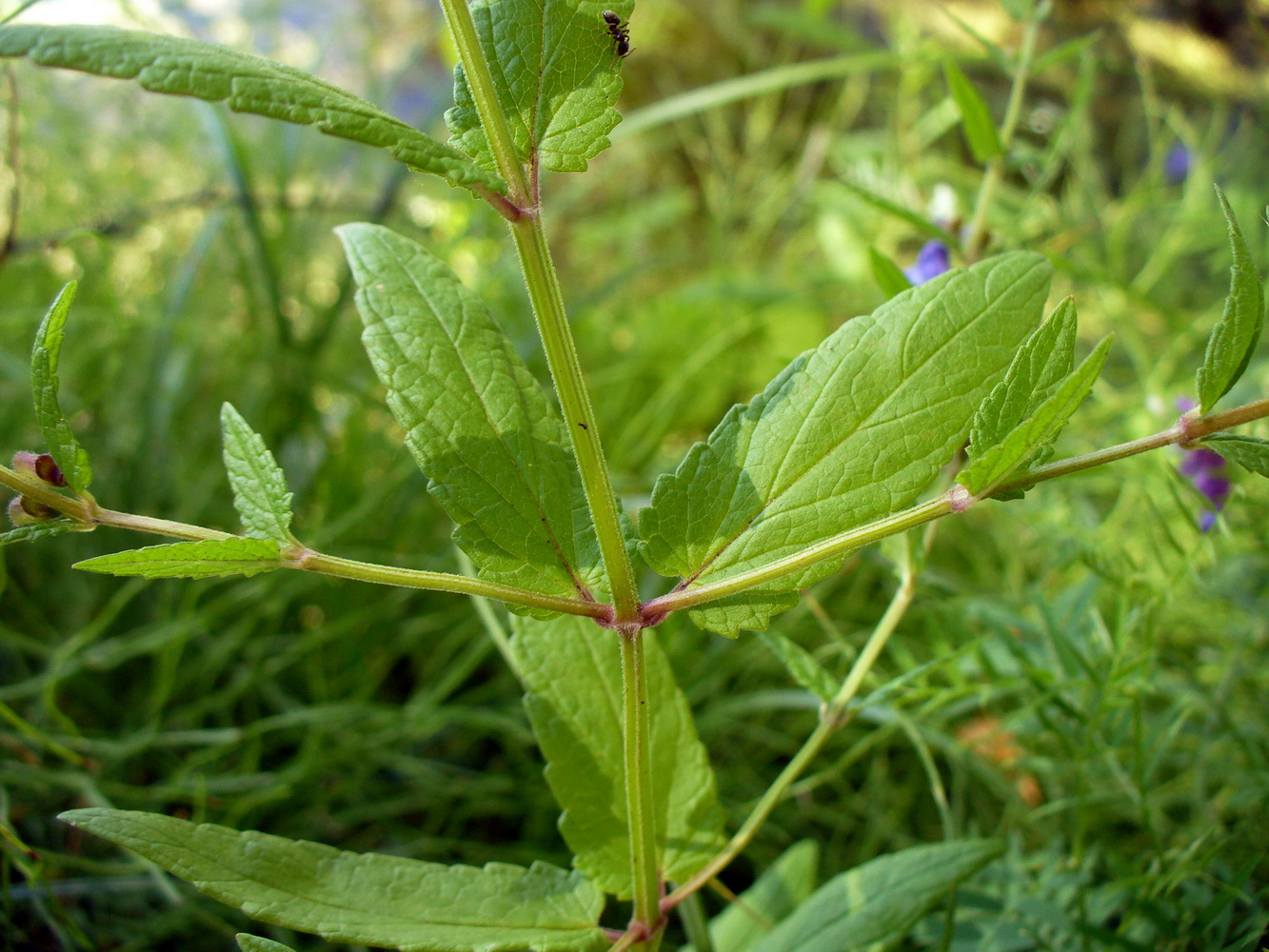 Image of Scutellaria galericulata specimen.