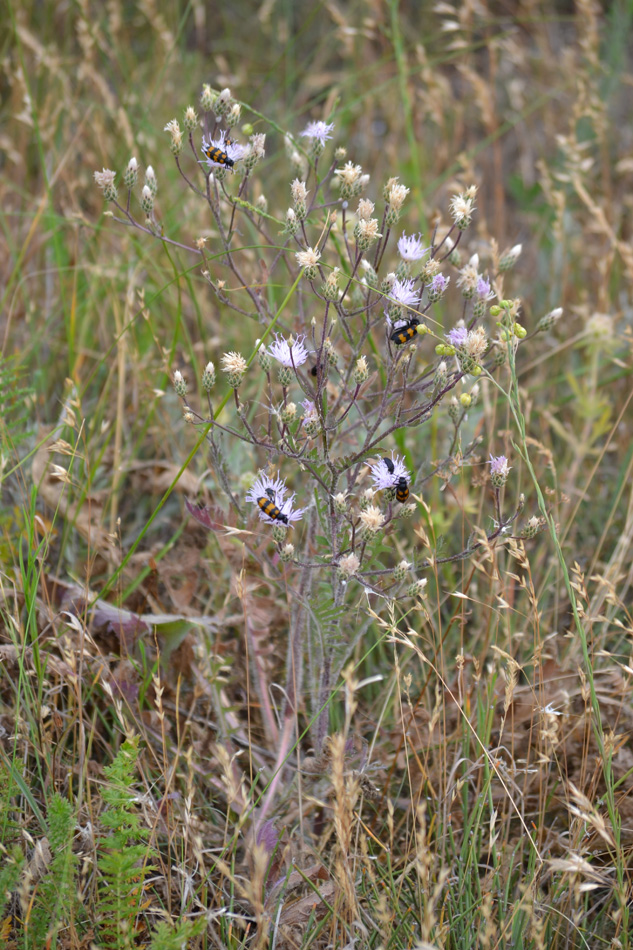 Изображение особи Klasea erucifolia.