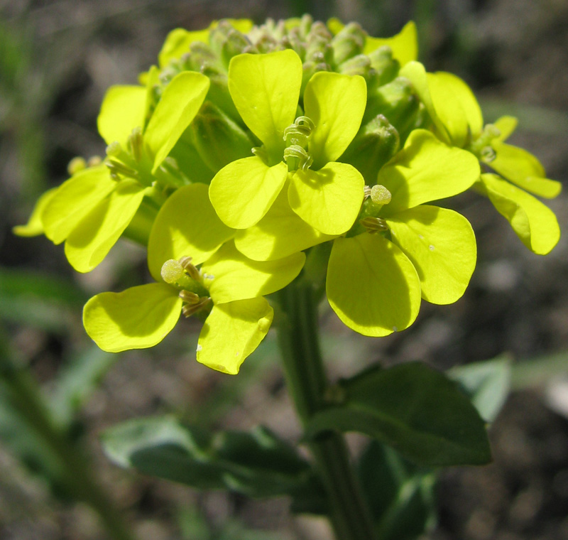 Image of Erysimum cuspidatum specimen.