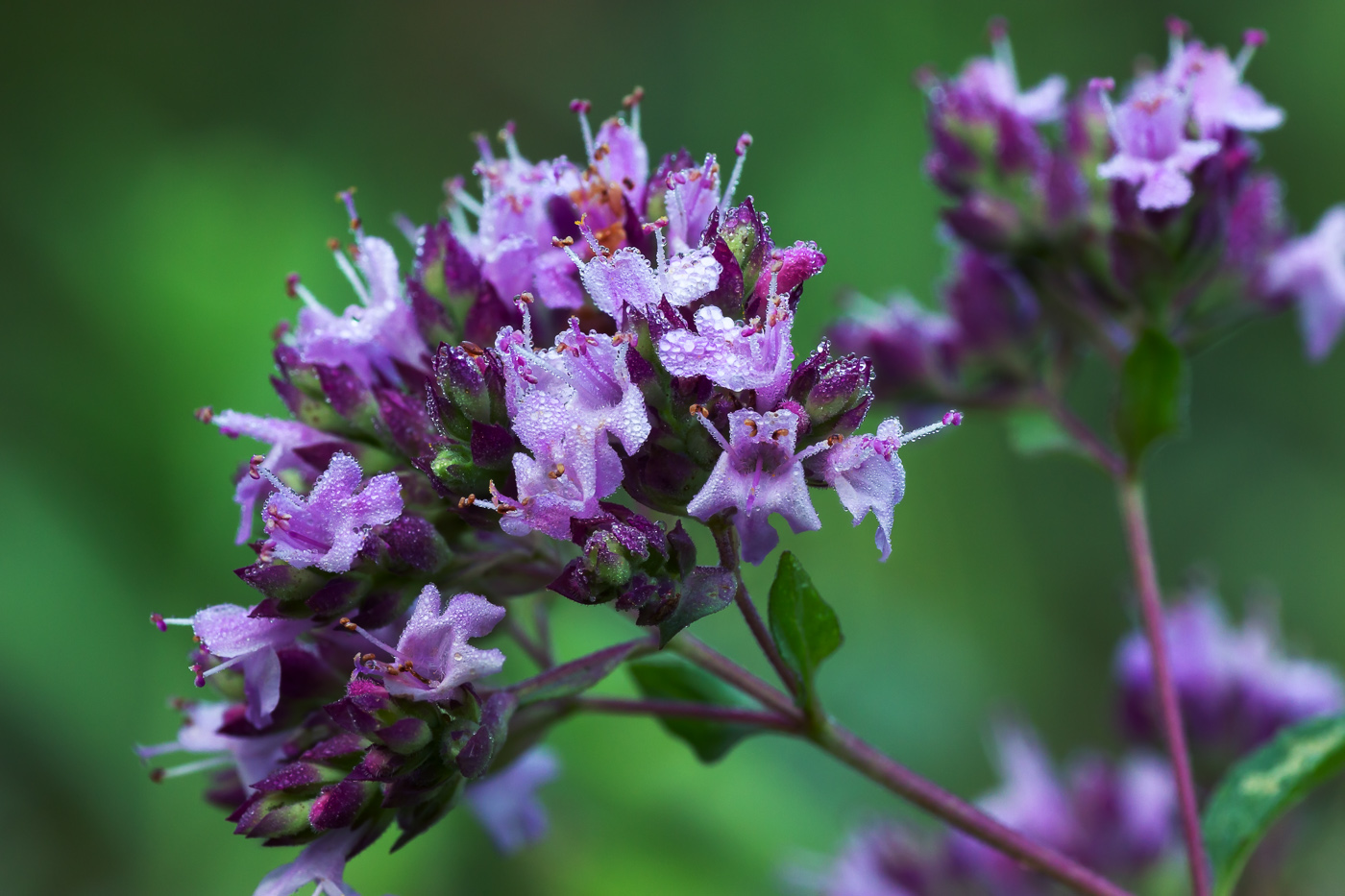 Изображение особи Origanum vulgare.