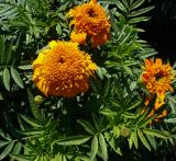 Tagetes erecta