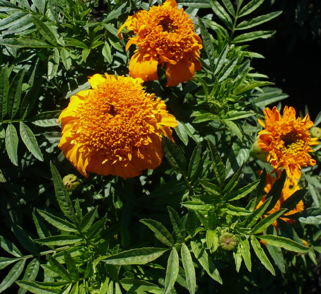 Изображение особи Tagetes erecta.