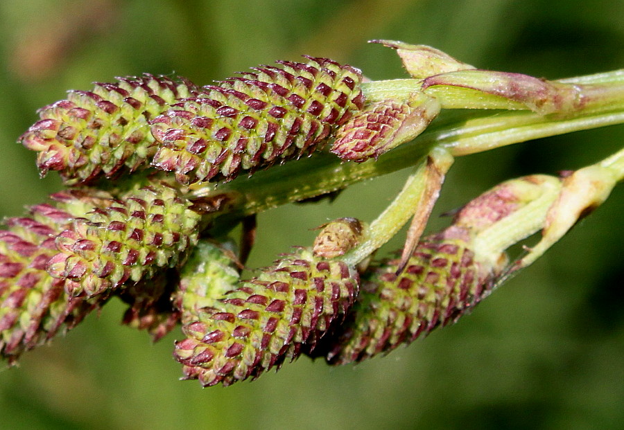 Изображение особи Sanguisorba tenuifolia.