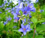 Polemonium campanulatum