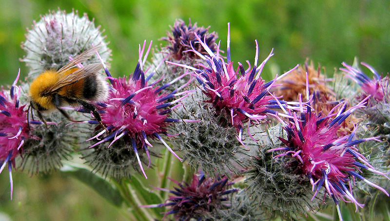 Изображение особи Arctium tomentosum.