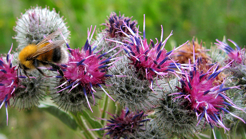 Image of Arctium tomentosum specimen.