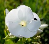 Phlox paniculata. Цветок с кормящимися жуками. Германия, г. Дюссельдорф, Ботанический сад университета. 03.07.2014.