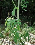 View full-size image Angelica pachyptera