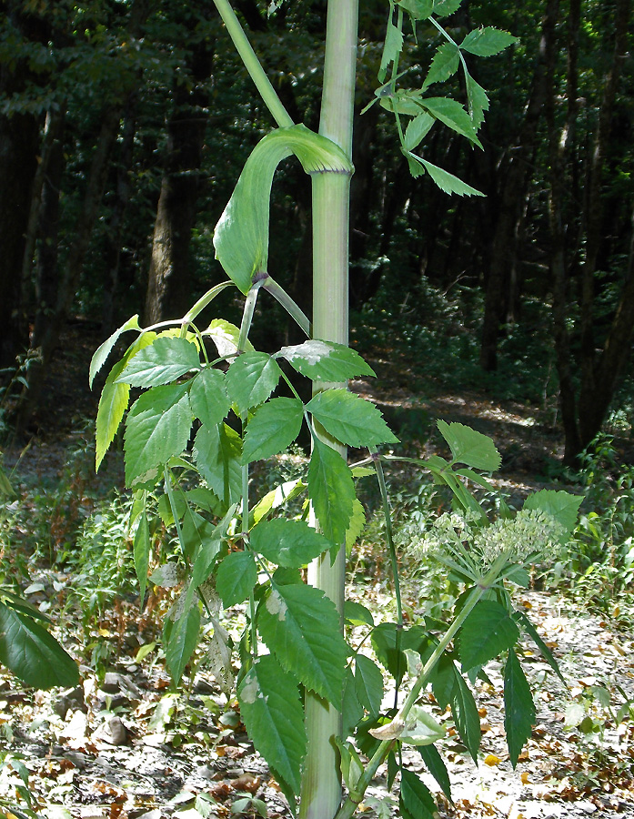Image of Angelica pachyptera specimen.