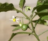 Solanum nigrum