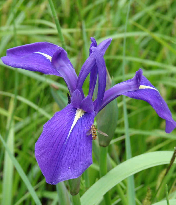 Изображение особи Iris laevigata.