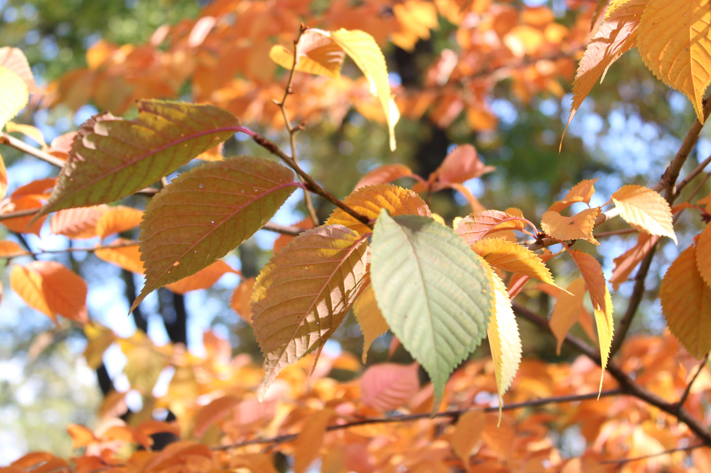 Изображение особи Cerasus sachalinensis.