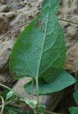 Image of taxon representative. Author is Геннадий Окатов