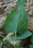 Fallopia dumetorum