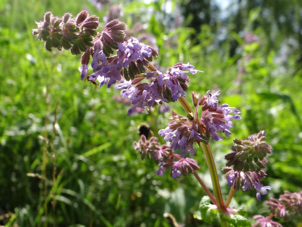 Изображение особи Salvia verticillata.